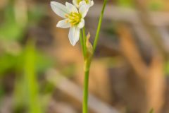 Crowpoison, Nothoscordum bivalve