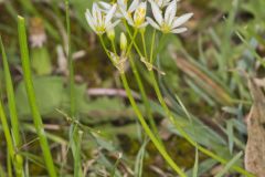 Crowpoison, Nothoscordum bivalve