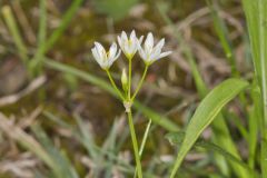 Crowpoison, Nothoscordum bivalve