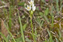 Crowpoison, Nothoscordum bivalve