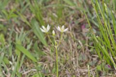 Crowpoison, Nothoscordum bivalve