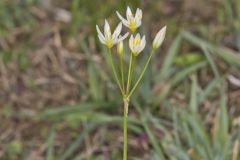 Crowpoison, Nothoscordum bivalve