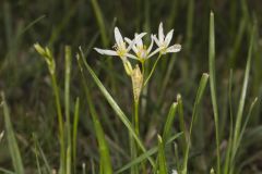 Crowpoison, Nothoscordum bivalve