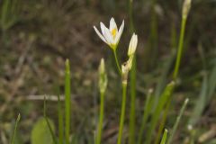 Crowpoison, Nothoscordum bivalve