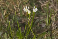 Crowpoison, Nothoscordum bivalve