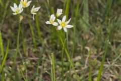 Crowpoison, Nothoscordum bivalve