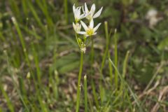 Crowpoison, Nothoscordum bivalve