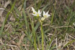 Crowpoison, Nothoscordum bivalve