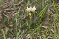 Crowpoison, Nothoscordum bivalve