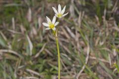 Crowpoison, Nothoscordum bivalve