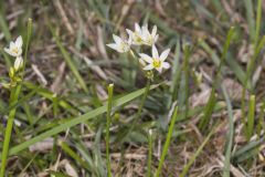 Crowpoison, Nothoscordum bivalve