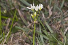 Crowpoison, Nothoscordum bivalve