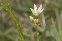 Crowpoison, Nothoscordum bivalve