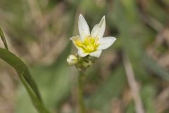 Crowpoison, Nothoscordum bivalve