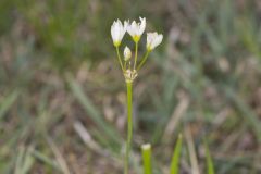 Crowpoison, Nothoscordum bivalve