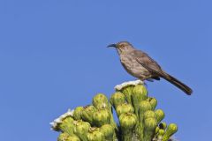 Curved-billed Thrasher, Toxostoma curvirostre