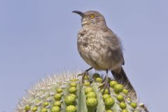 Curved-billed Thrasher, Toxostoma curvirostre