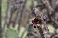 Curved-billed Thrasher, Toxostoma curvirostre