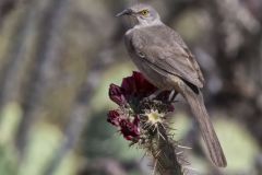 Curved-billed Thrasher, Toxostoma curvirostre