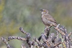 Curved-billed Thrasher, Toxostoma curvirostre