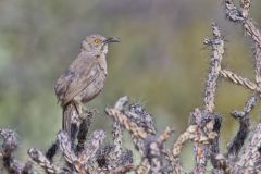 Curved-billed Thrasher, Toxostoma curvirostre