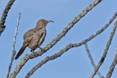 Curved-billed Thrasher, Toxostoma curvirostre