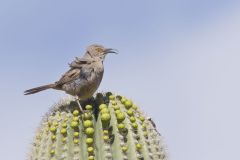 Curved-billed Thrasher, Toxostoma curvirostre