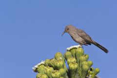 Curved-billed Thrasher, Toxostoma curvirostre