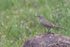 Curved-billed Thrasher, Toxostoma curvirostre