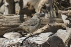 Curved-billed Thrasher, Toxostoma curvirostre