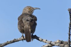 Curved-billed Thrasher, Toxostoma curvirostre