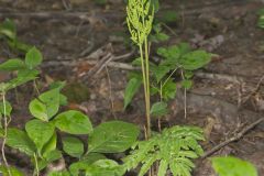 Cutleaf Grapefern, Botrychium dissectum