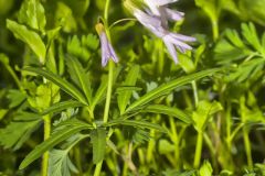 Cutleaf Toothwort, Cardamine concatenata