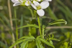 Cutleaf Toothwort, Cardamine concatenata