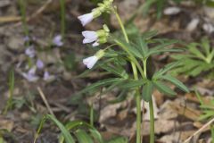 Cutleaf Toothwort, Cardamine concatenata