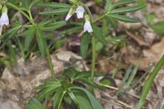 Cutleaf Toothwort, Cardamine concatenata