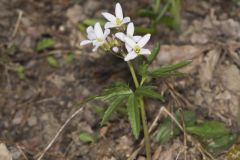 Cutleaf Toothwort, Cardamine concatenata