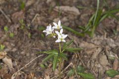 Cutleaf Toothwort, Cardamine concatenata