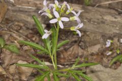 Cutleaf Toothwort, Cardamine concatenata