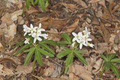 Cutleaf Toothwort, Cardamine concatenata