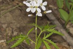 Cutleaf Toothwort, Cardamine concatenata