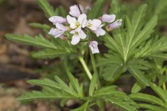 Cutleaf Toothwort, Cardamine concatenata