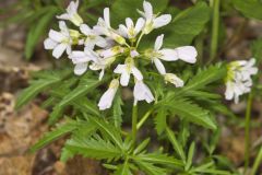 Cutleaf Toothwort, Cardamine concatenata