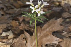 Cutleaf Toothwort, Cardamine concatenata