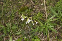 Cutleaf Toothwort, Cardamine concatenata