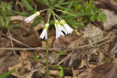 Cutleaf Toothwort, Cardamine concatenata