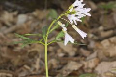 Cutleaf Toothwort, Cardamine concatenata