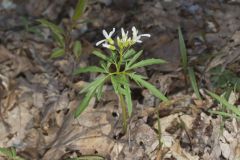 Cutleaf Toothwort, Cardamine concatenata