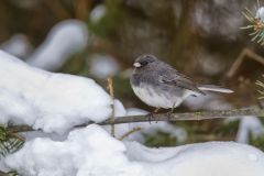 Dark-eyed Junco, Junco hyemalis