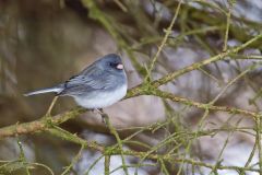 Dark-eyed Junco, Junco hyemalis